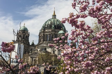 Der Berliner Dom im Frühling Berliner Dom mit Kirschblüten im Frühling