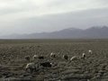Landshaft