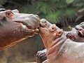 Zoo Berlin