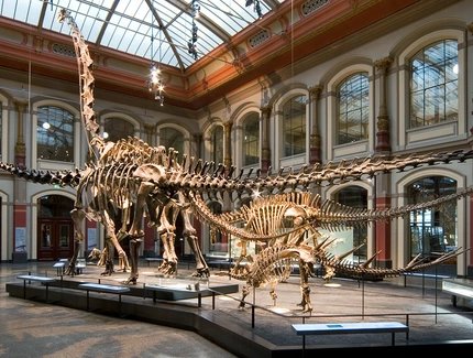 Squelette de dinosaure au Musée d'histoire naturelle de Berlin