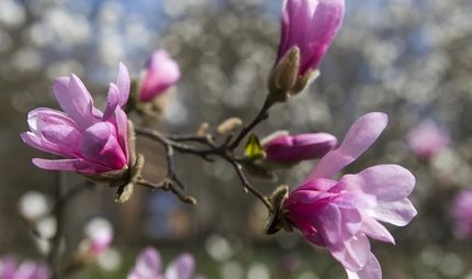 Magnolienblüte in Berlin